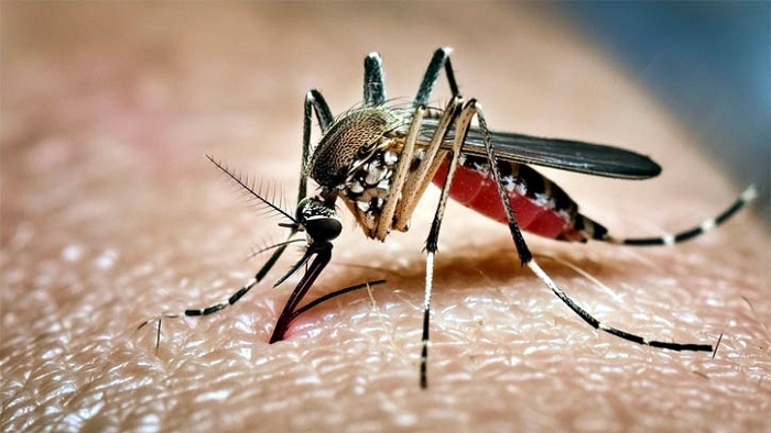 ডেঙ্গুতে আরও ৪ মৃত্যু, একদিনে হাসপাতালে ভর্তি ১১৪৩ জন